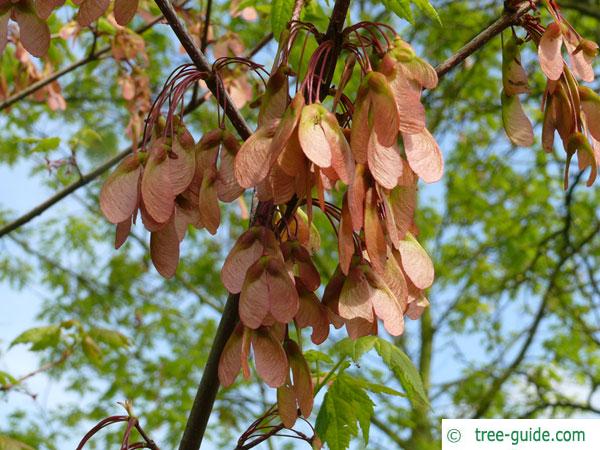 red maple (Acer rubrum) samaras