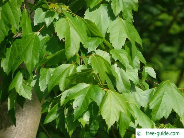 red maple (Acer rubrum) leaves