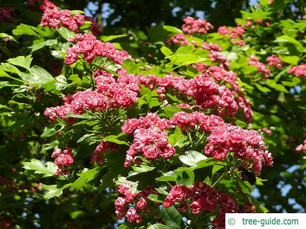 redthorn (Crataegus laevigata 'Paul’s Scarlet') blossoms