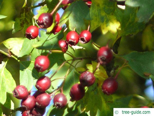 redthorn (Crataegus laevigata 'Paul’s Scarlet') fruits