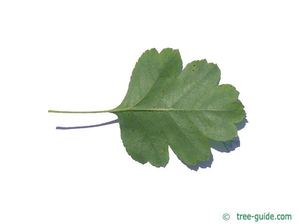 redthorn (Crataegus laevigata 'Paul’s Scarlet') leaf underside