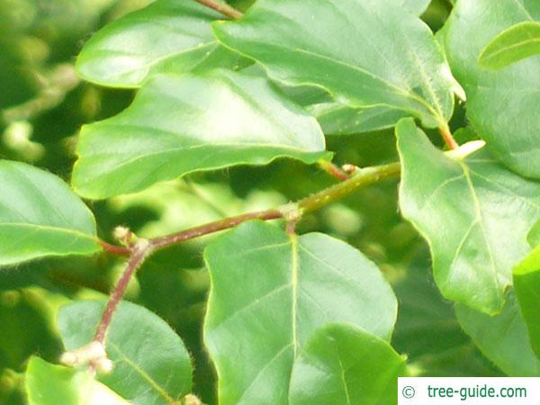 round-leaved beech (Fagus sylvatica 'Rotundifolia') leaf arrangement