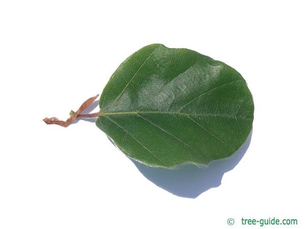 round-leaved beech (Fagus sylvatica 'Rotundifolia') leaf