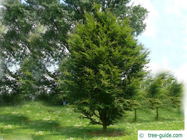 round-leaved beech (Fagus sylvatica 'Rotundifolia') tree in summer