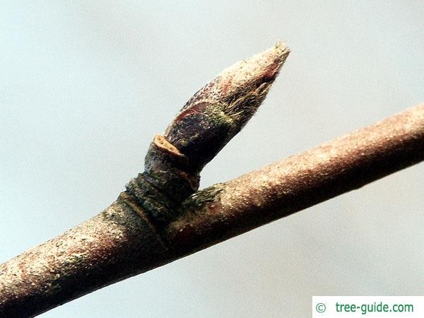 european Mountain ash (Sorbus aucuparia) axial bud