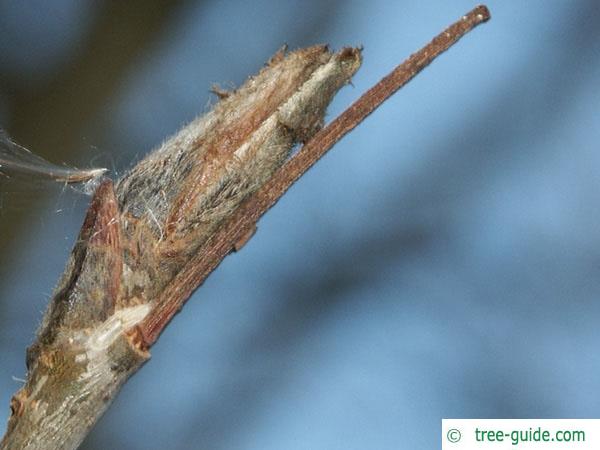 european Mountain ash (Sorbus aucuparia) bud