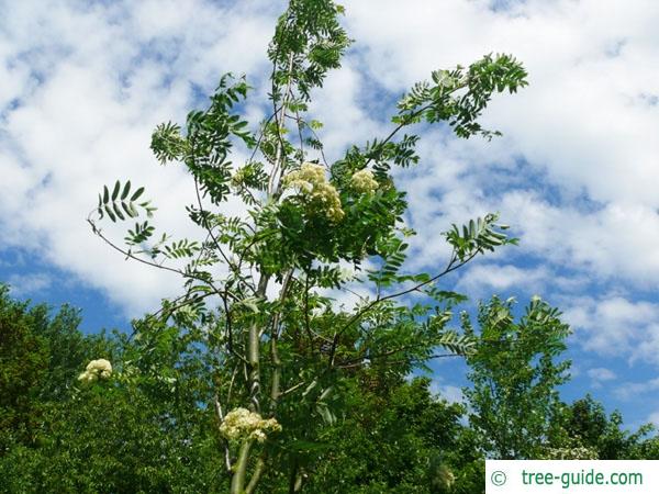 european Mountain ash (Sorbus aucuparia) flower