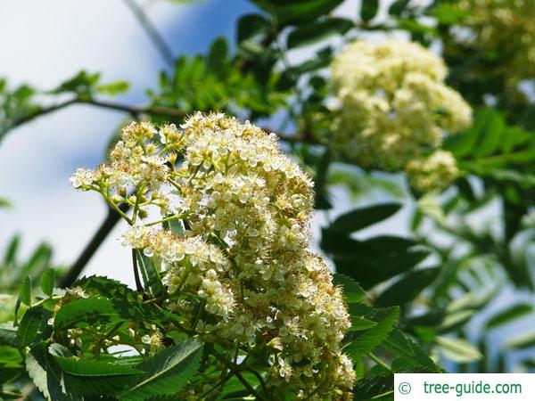 european Mountain ash (Sorbus aucuparia) flowers