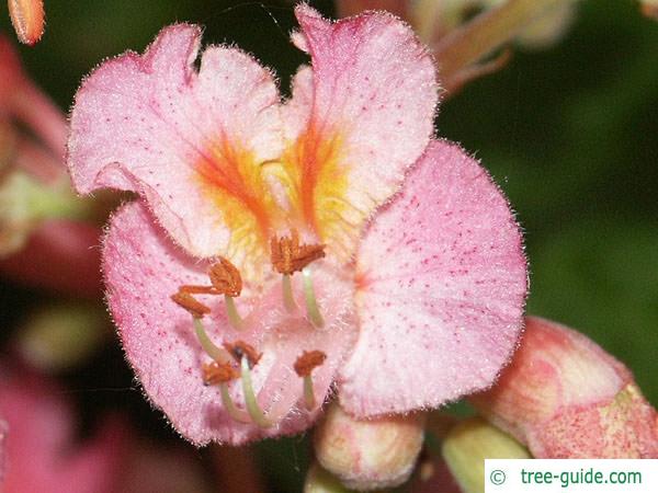 ruby horsechestnut (Aesculus carnea) flower