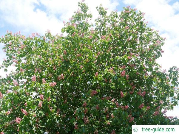 ruby horsechestnut (Aesculus carnea) flowers