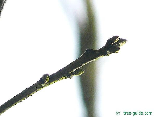 scarlet oak (Quercus coccinea) buds