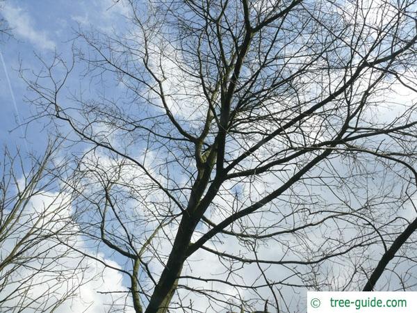 scarlet oak (Quercus coccinea) crown in winter