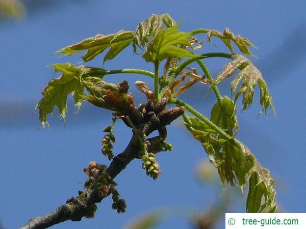 scarlet oak (Quercus coccinea) flower