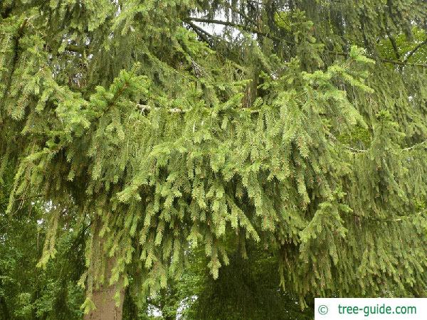 serbian spruce (Picea omorika) branches