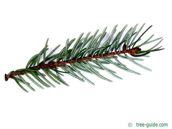 serbian spruce (Picea omorika) needles