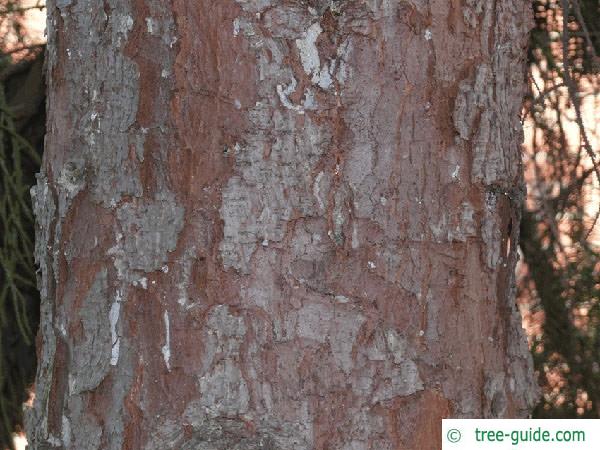 serbian spruce (Picea omorika) trunk