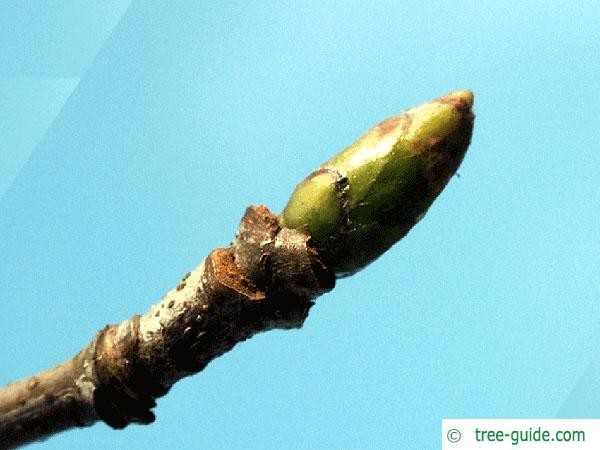 service tree (Sorbus domestica) bud