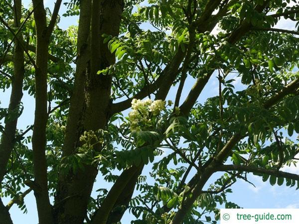 service tree (Sorbus domestica) flowers