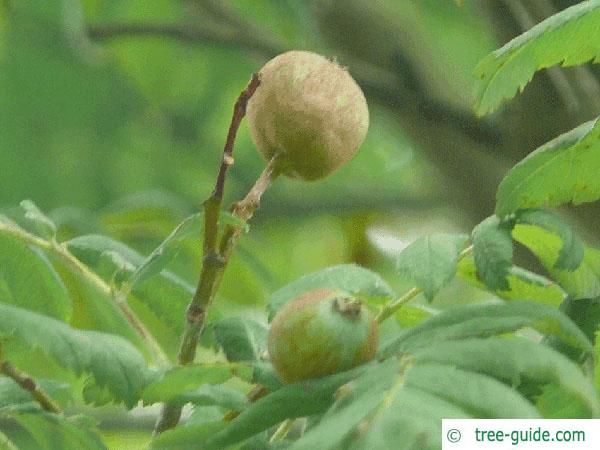 service tree (Sorbus domestica) fruit