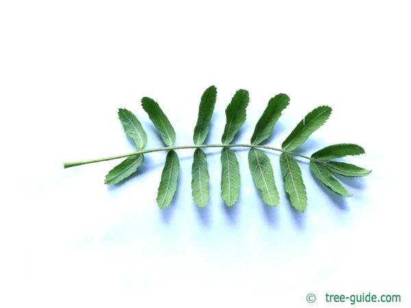 service tree (Sorbus domestica) leaf underside
