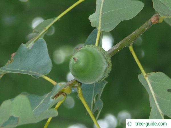 sessile oak (Quercus petraea) fruit / acorn
