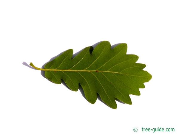 sessile oak (Quercus petraea) leaf underside