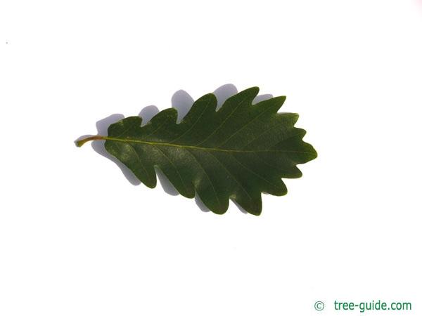 sessile oak (Quercus petraea) leaf
