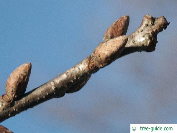 sessile oak (Quercus petraea) terrminal bud