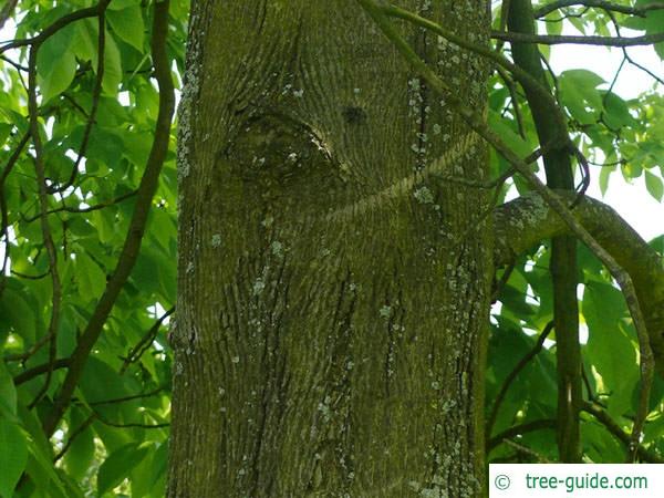 shagbark hickory (Carya ovata) trunk / bark