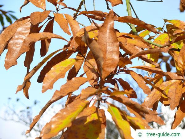 shingle oak  (Quercus imbricaria) foliage in autumn