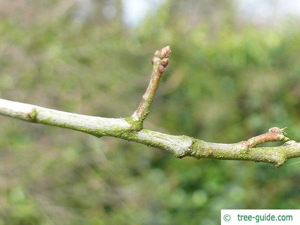 shingle oak  (Quercus imbricaria) axial buds