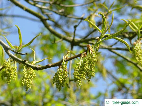 shingle oak  (Quercus imbricaria) budding in spring