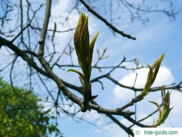 shingle oak  (Quercus imbricaria) budding in spring