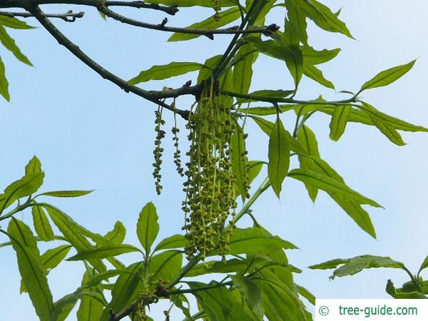 shingle oak  (Quercus imbricaria) flower