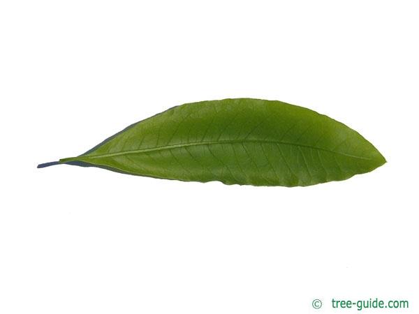 shingle oak  (Quercus imbricaria) leaf underside