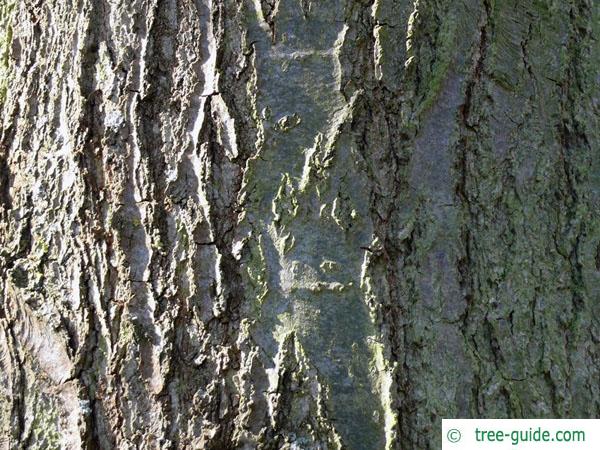 shingle oak  (Quercus imbricaria) trunk / bark