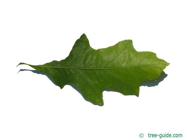 shumard oak (Quercus shumardii) leaf underside