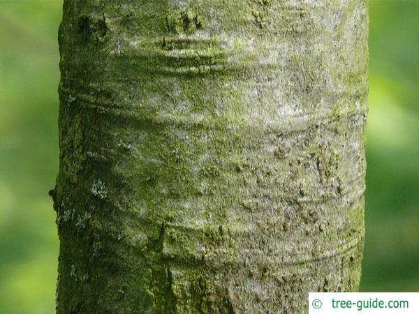 shumard oak (Quercus shumardii) trunk / bark