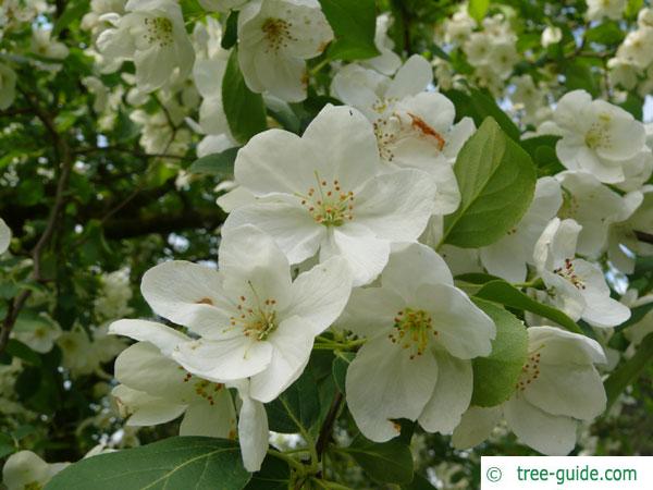 siberian crab apple (Malus baccata) blossom