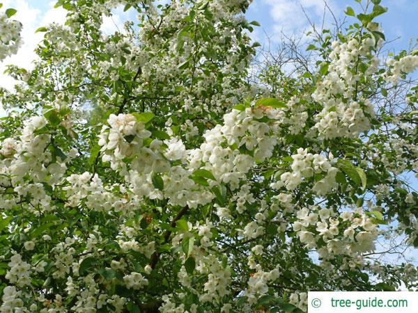 siberian crab apple (Malus baccata) blossom crown