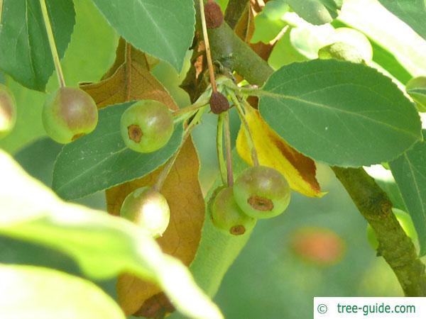 siberian crab apple (Malus baccata) apple (fruit)