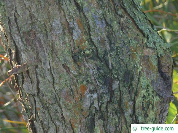 siberian crab apple (Malus baccata) trunk / bark