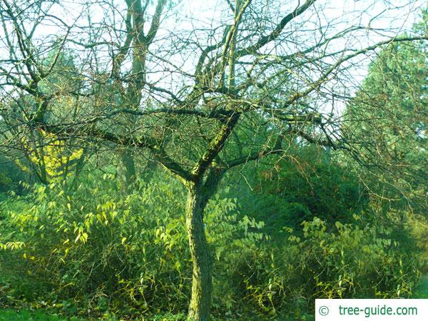 siberian crab apple (Malus baccata) tree in winter