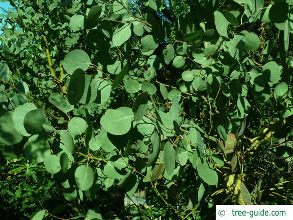 silver dollar gum (Eucalyptus polyanthemos) leaves