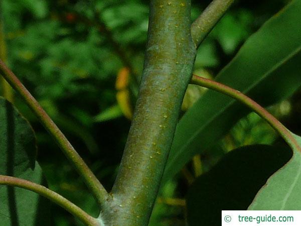 silver dollar gum (Eucalyptus polyanthemos) branch