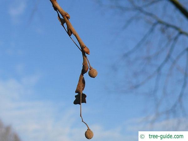 silver lime (Tilia tomentosa) fruit in winter