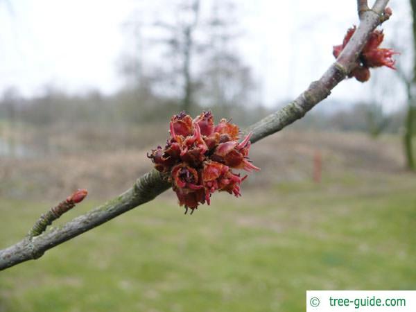 silver maple (Acer platanoides) reddish flowers of 