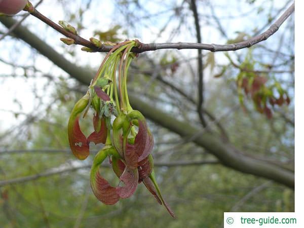 silver maple (Acer platanoides) fruit wing nut
