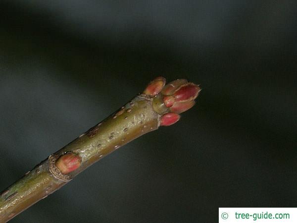 silver maple (Acer platanoides) terminal bud in winter