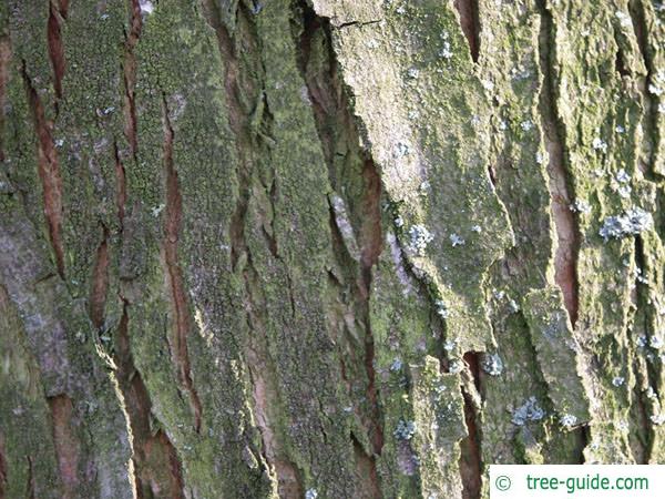 silver maple (Acer platanoides) slightly furrowed trunk